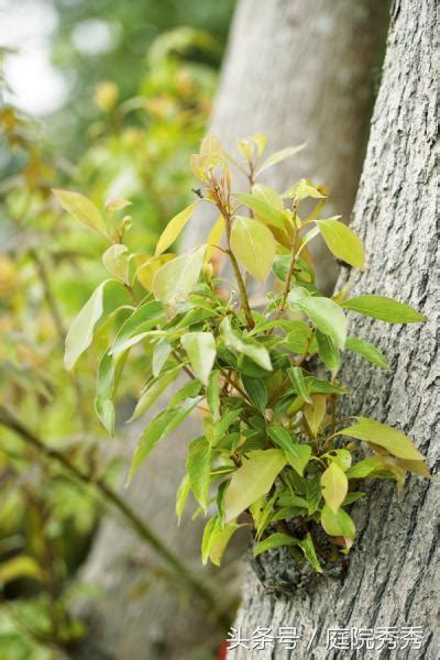 有香味的樹木|芳香不是花的專利，這8種樹木也芳香怡人，適合種植